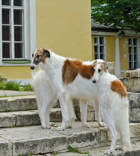 Фотосессия с собаками москва редкая порода русская борзая питомник, фотограф в Москве Ольга Майорова, постановочная фотосессия в парке Коломенское Нескучный сад усадьба Братцево olgamayorova фотограф недорого фэшн фотосъемка детей с собаками
