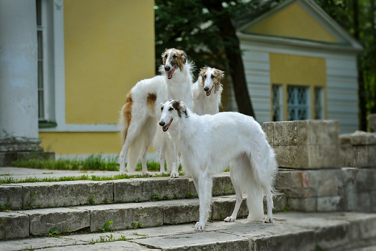 Фотосессия с собаками москва редкая порода русская борзая питомник, фотограф в Москве Ольга Майорова, постановочная фотосессия в парке Коломенское Нескучный сад усадьба Братцево olgamayorova фотограф недорого фэшн фотосъемка детей с собаками